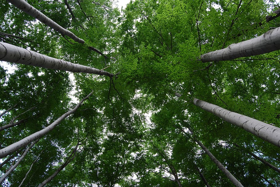 Tree, Nature, Forest, Foliage, green, bamboo - plant, green color HD wallpaper