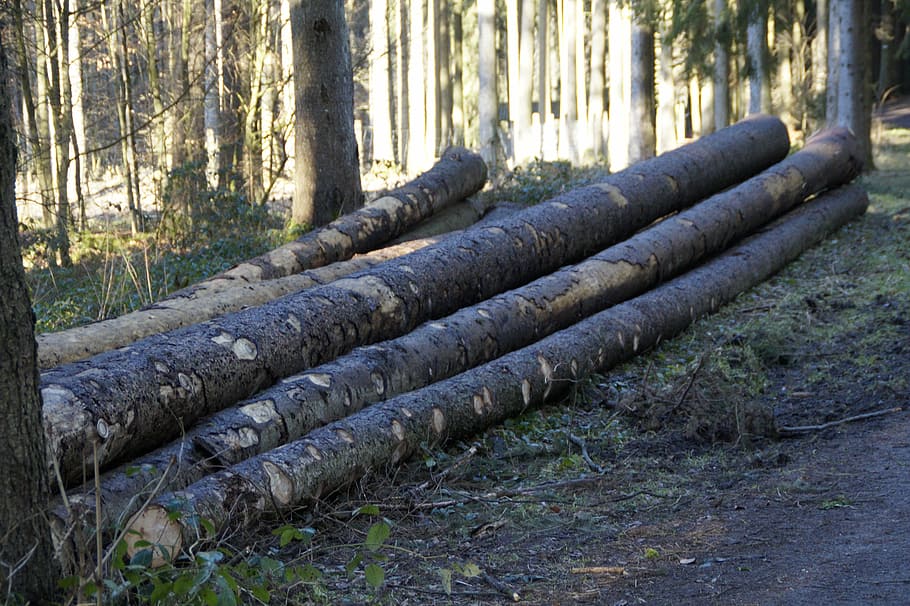 forest, like, tree trunks, ent branches, wood, holzstapel, strains HD wallpaper