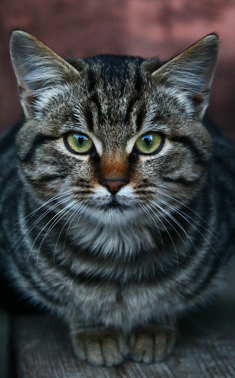silver tabby cat, animals, pet, cute, portrait, mammals, domestic HD wallpaper