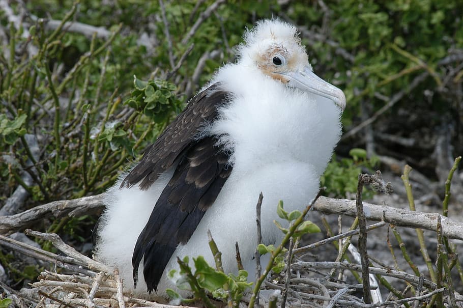 white and black bird in forest, galapagos, island, ecuador HD wallpaper