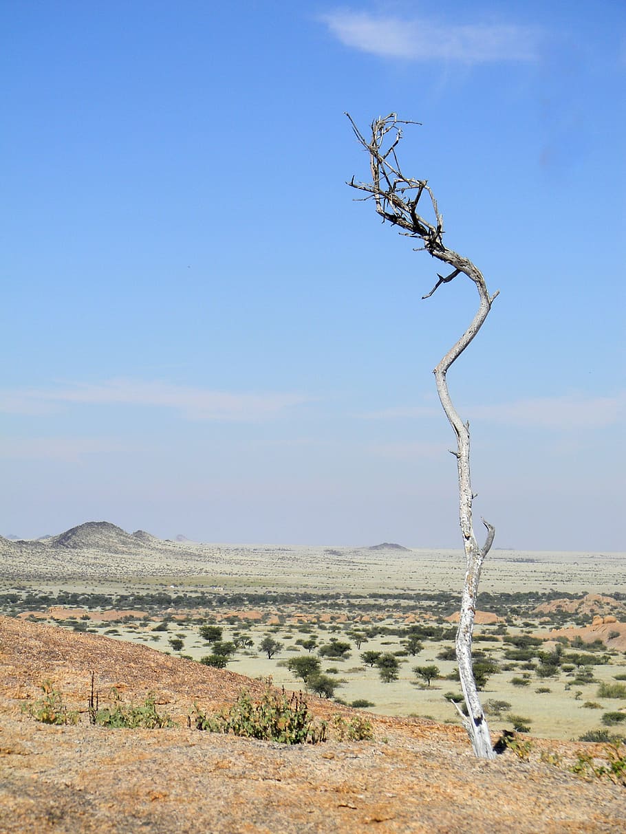 tree, africa, namibia, desert, nature, landscape, holiday, dry HD wallpaper