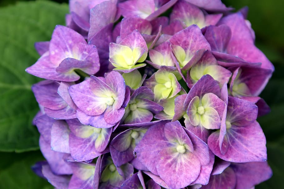 flower, hydrangea, blossom, bloom, purple, garden, summer, flowering plant HD wallpaper