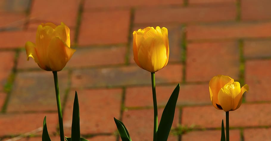 nature, flower, leaf, summer, plant, tulip, blossom, bloom HD wallpaper