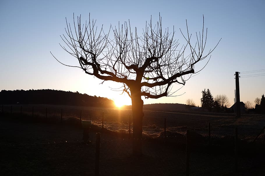 tree, dawn, landscape, sunrise, sky, sunset, bare tree, silhouette HD wallpaper