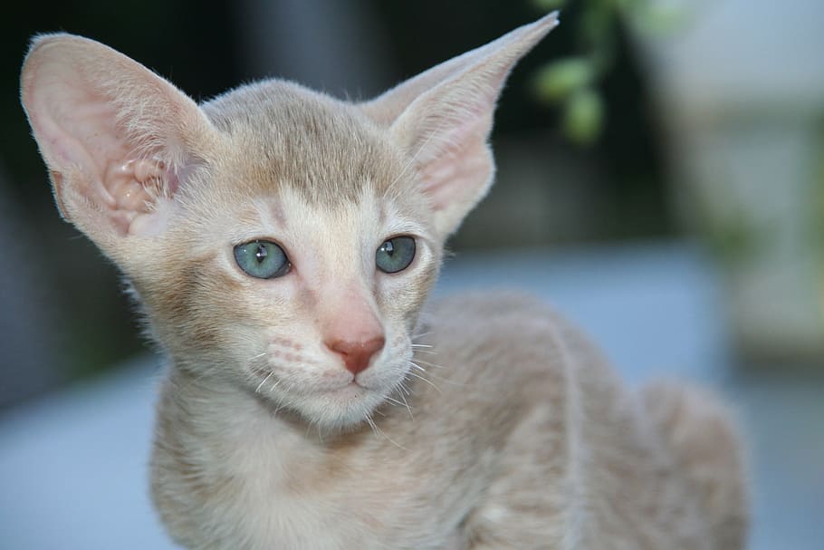 cat, kitten, cat baby, oriental shorthair, fur, charming, animal, HD wallpaper