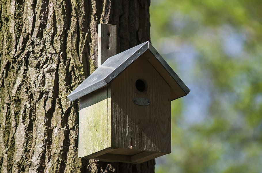 Nest Box, Birdhouse, Forest, House, nature, spring, tree, move, HD wallpaper