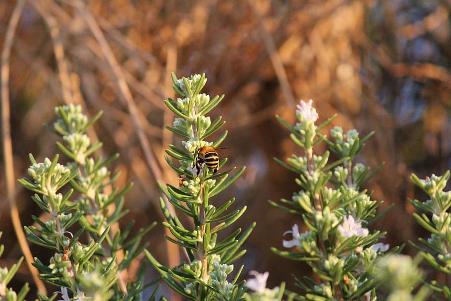 bee, rosemary, leaves, leaf, flowers, green, nature, aromas HD wallpaper