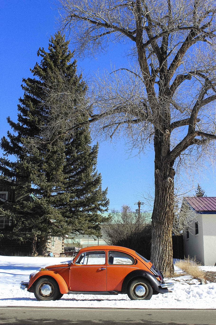 The Bug, classic orange Volkswagen beetle parked besides tall green tree HD wallpaper