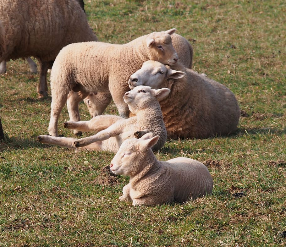 sheep, lamb, schäfchen, young, family, easter, spring, grass HD wallpaper