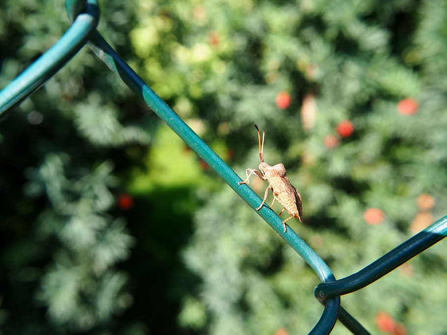 fence, wire, beetle, nature, insect, wire mesh, garden, old HD wallpaper