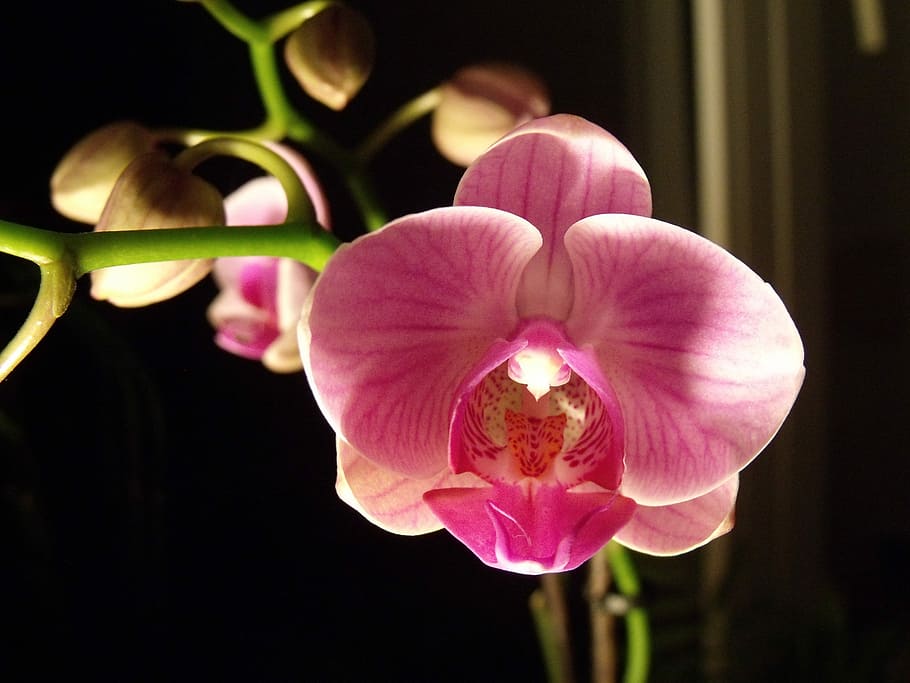 Flower, Orchid, Macro, Orchis, Closeup, blooming, flower room HD wallpaper