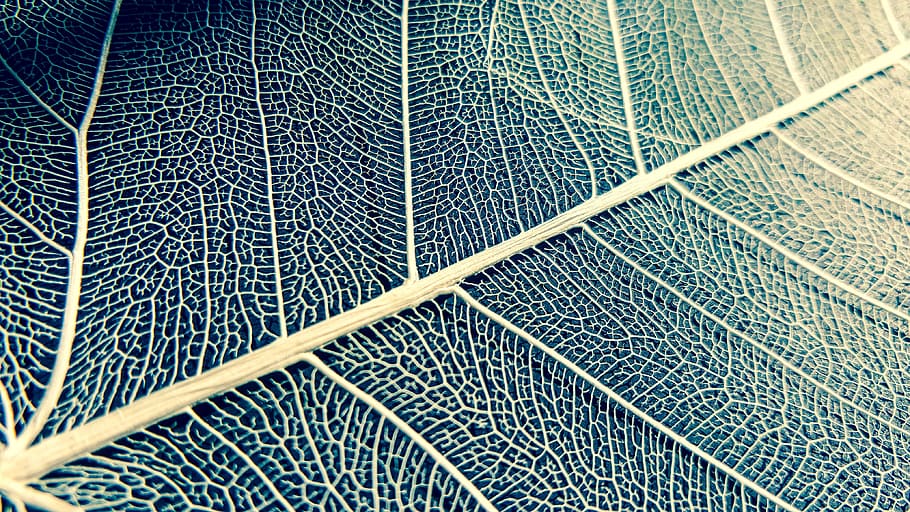 green leaf, white, structure, texture, nature, plant, pattern HD wallpaper