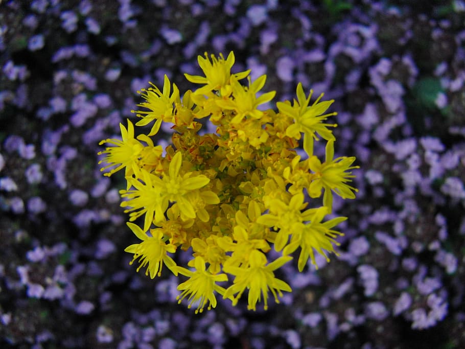 flower, yellow, nature, spring, floral, plant, summer, blossom HD wallpaper