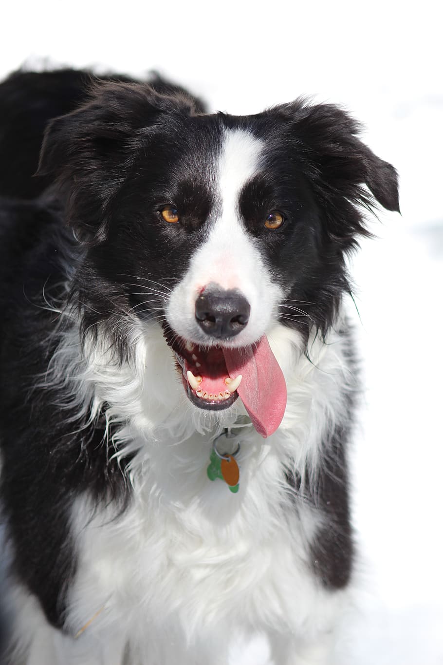 border collie, dog, winter, canine, domestic, pets, one animal HD wallpaper