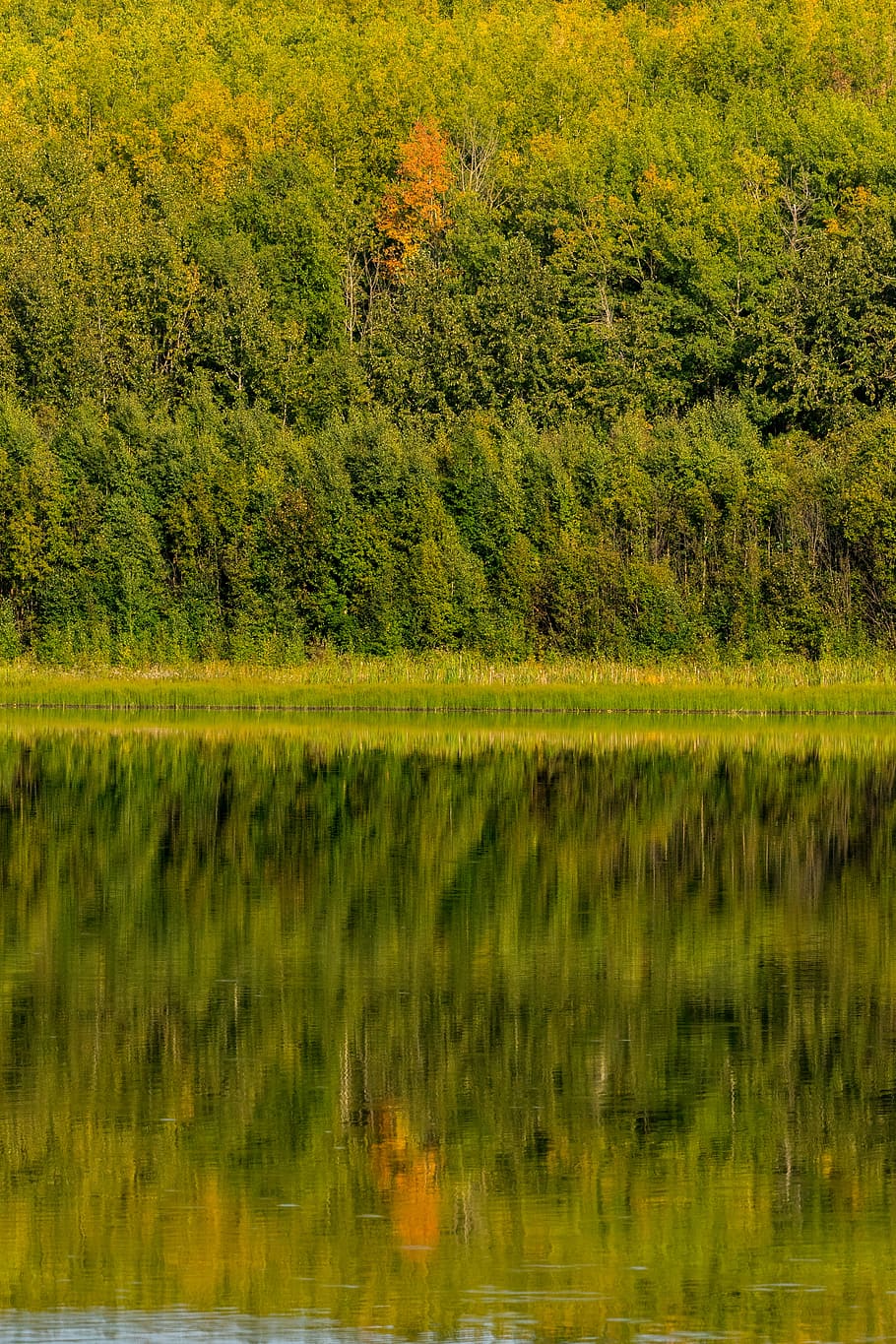 field of trees near body of water, untitled, forest, green, lake HD wallpaper