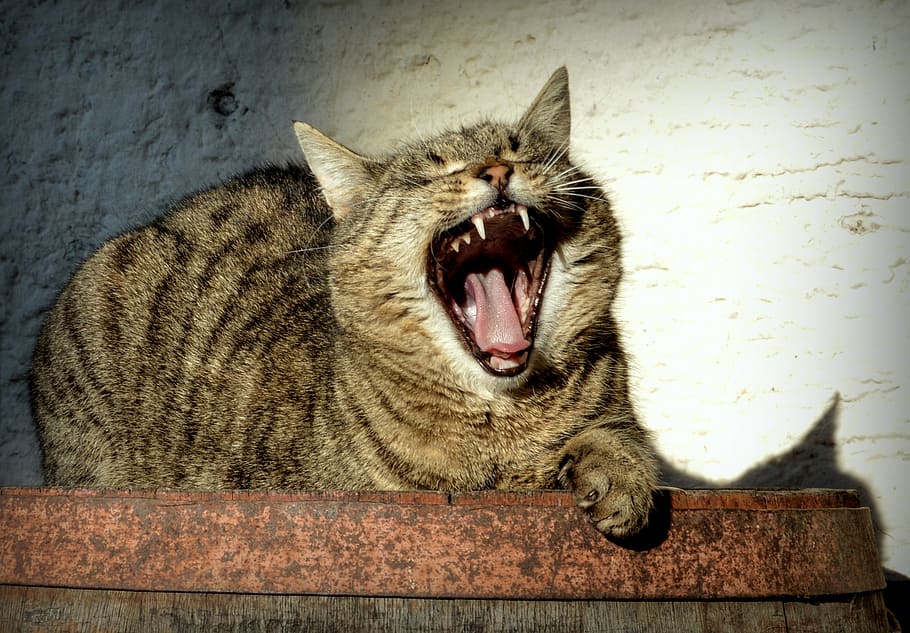 brown tabby cat opening mouth and lying, tomcat, pet, animal, HD wallpaper