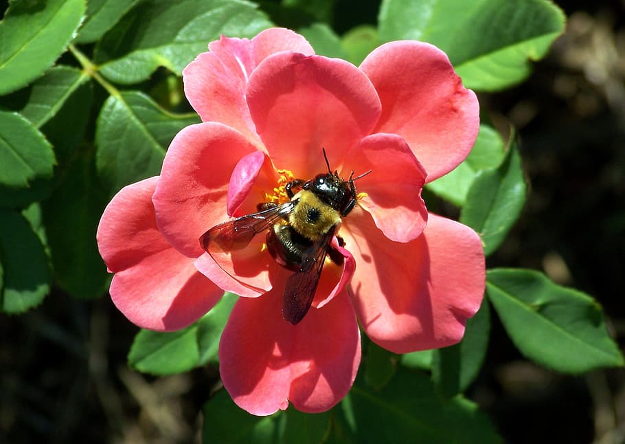 Bumblebee, Insect, Pollen, rose, summer, plant, nectar, petal HD wallpaper