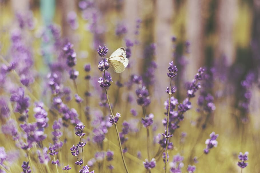 shallow focus photography of butterfly on flowers, white butterfly on purple petaled flower HD wallpaper