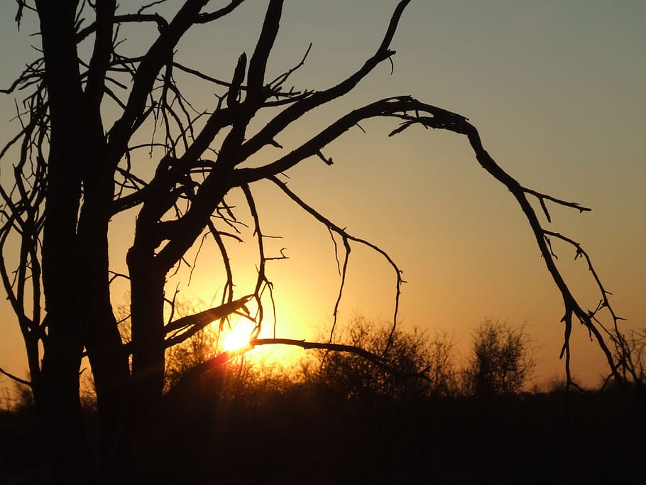 Silhouette, Sunset, Tree, Dead, Nature, reserve, branches, bush veld HD wallpaper