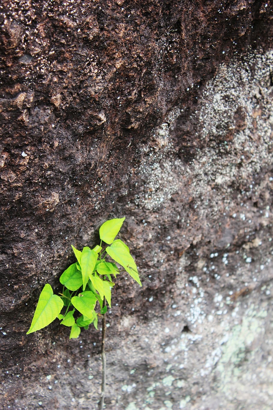 green, leaf, moss, wet, grass, plant part, green color, close-up HD wallpaper