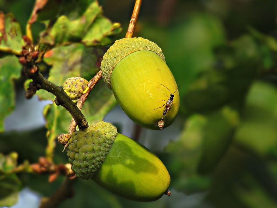 acorn, fruit, oak, green, autumn, tree, nature, park, acorns HD wallpaper