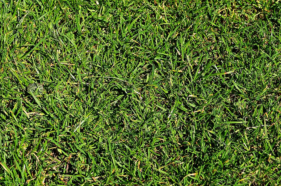 green grass, lawn, garden, closeup, flora, the background, nature, HD wallpaper