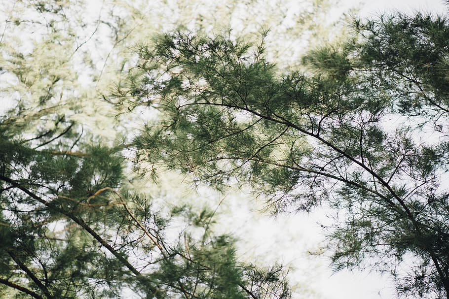 green, leaf, trees, plant, forest, growth, low angle view, branch HD wallpaper