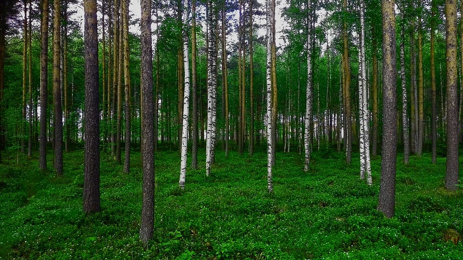 Forest, Birch, Pine, Nature, tree, woodland, green Color, outdoors HD wallpaper