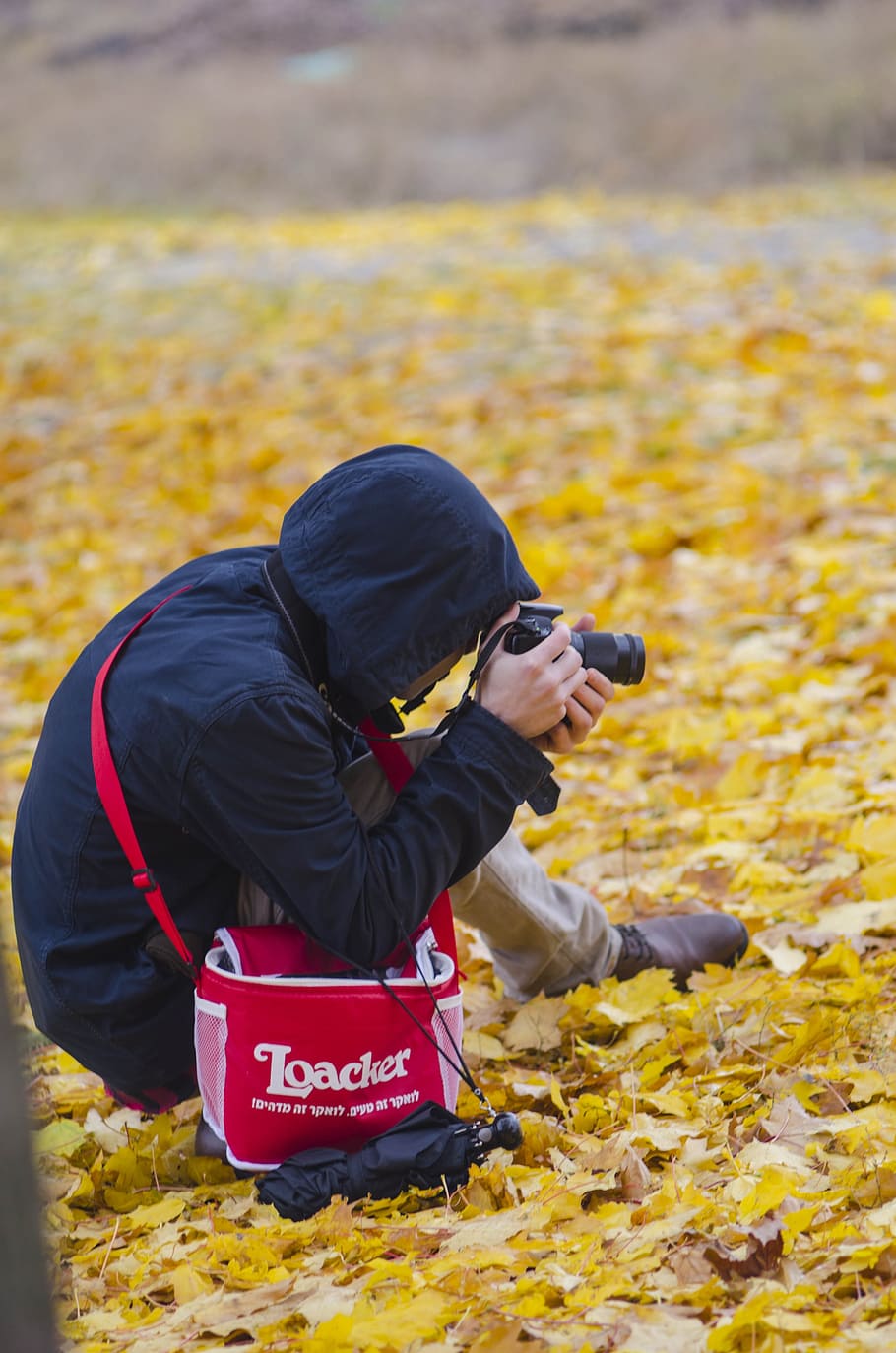 photographer, process, work, act, autumn, foliage, nature, fallen foliage HD wallpaper