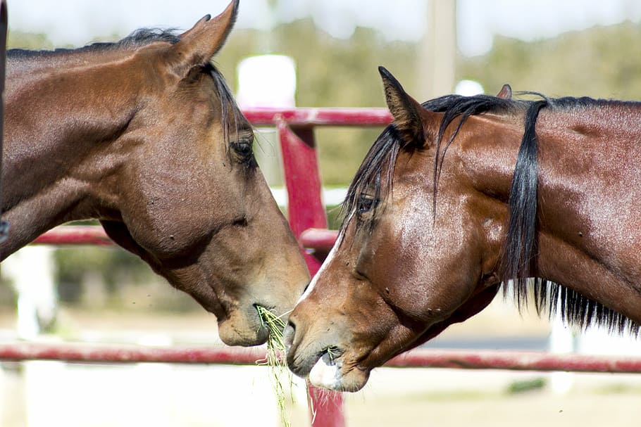 horses, animals, equine, livestock, domestic animals, mammal HD wallpaper