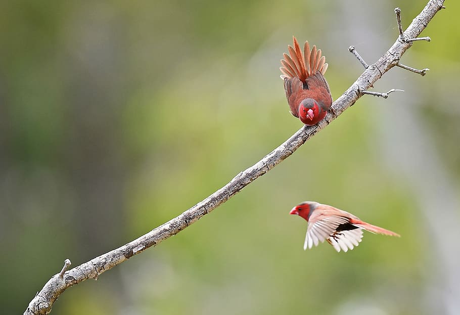 wildlife photography of birds, tilt shift photo of birds, branch HD wallpaper