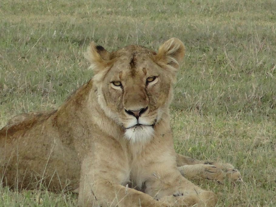 lioness, look, nature, lion - feline, animal wildlife, animals in the wild HD wallpaper