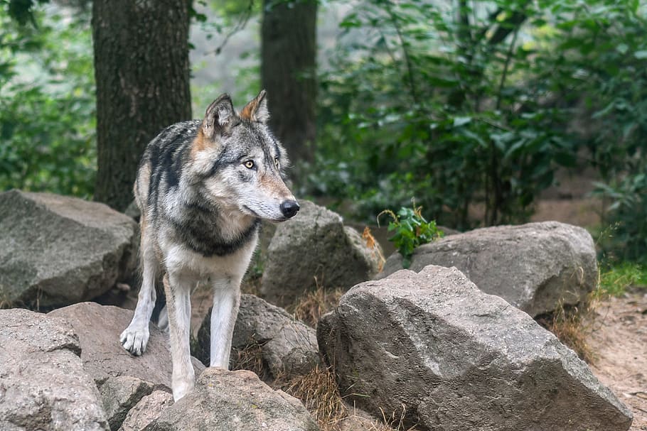 wolf near rocks, predator, wild animal, one animal, animal themes HD wallpaper