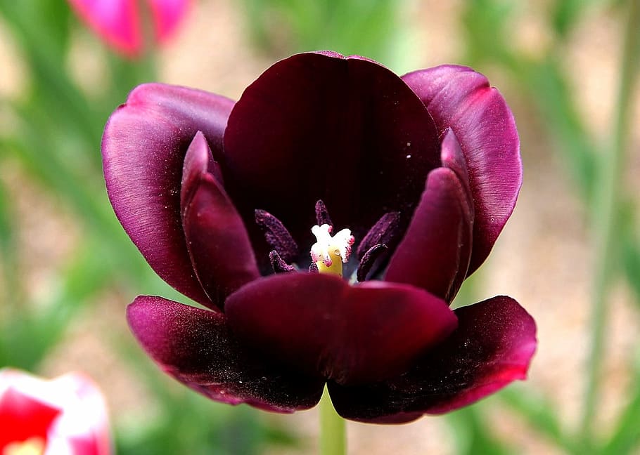 churros script, flowers, purple, sunny, spring, days production flowers fair HD wallpaper