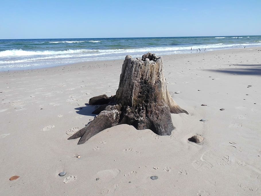 Tree Stump, Water, Beach, sea, horizon over water, sand, one animal HD wallpaper