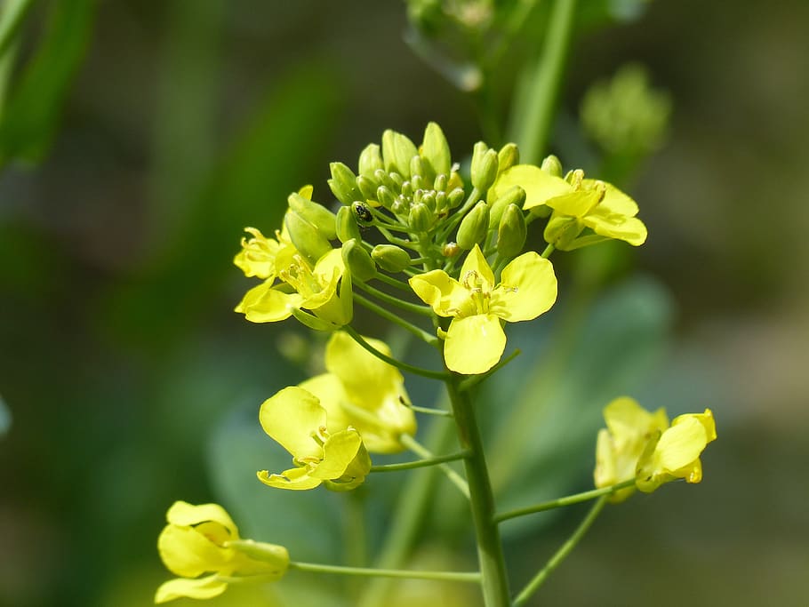 rape blossom, flower, macro, flowering plant, vulnerability HD wallpaper
