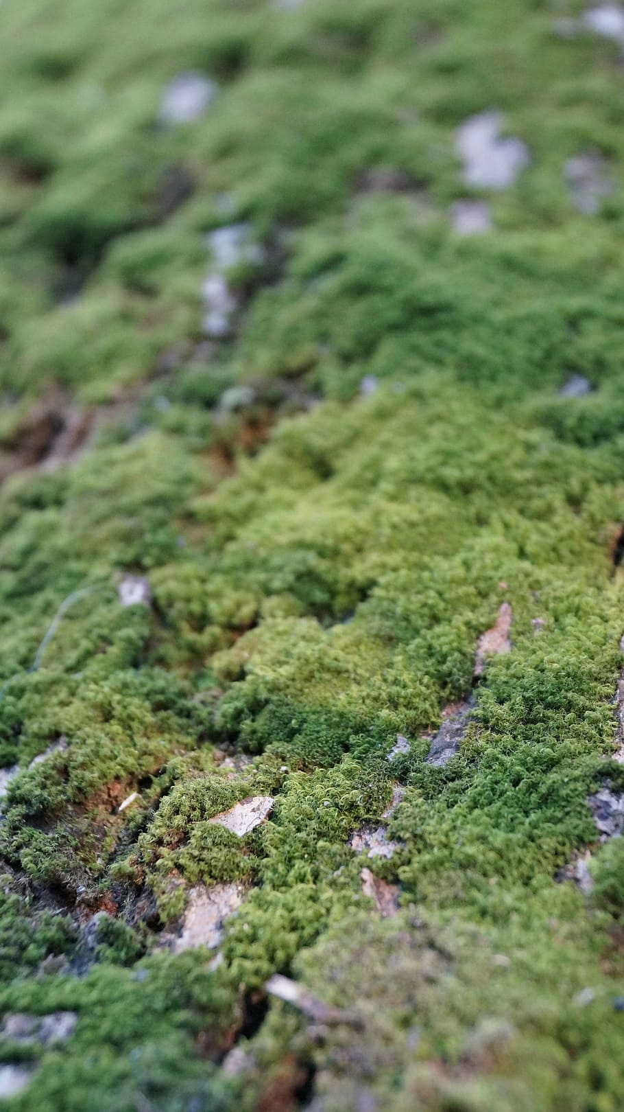 moss, green, macro, pattern, tree, texture, surface, natural HD wallpaper