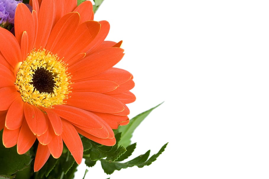 Background, Beautiful, Bloom, Close, close-up, color, colorful HD wallpaper
