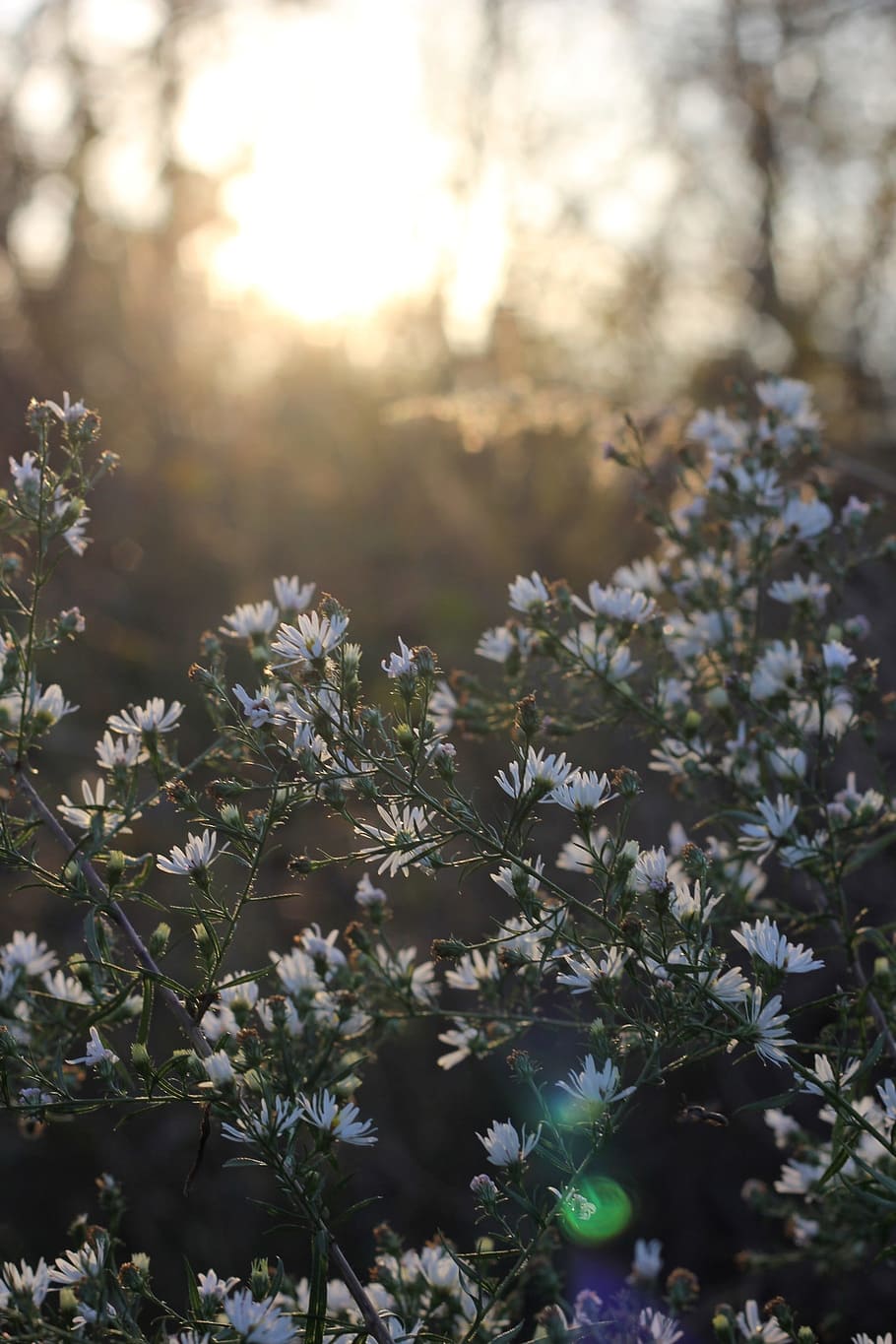 daisies, flowers, sunlight, bloom, floral, nature, botany, outdoor HD wallpaper