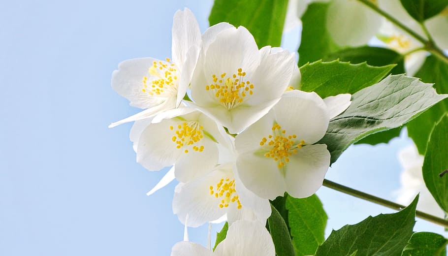 philadelphus bush, white, spring, flower, flowering plant, freshness HD wallpaper