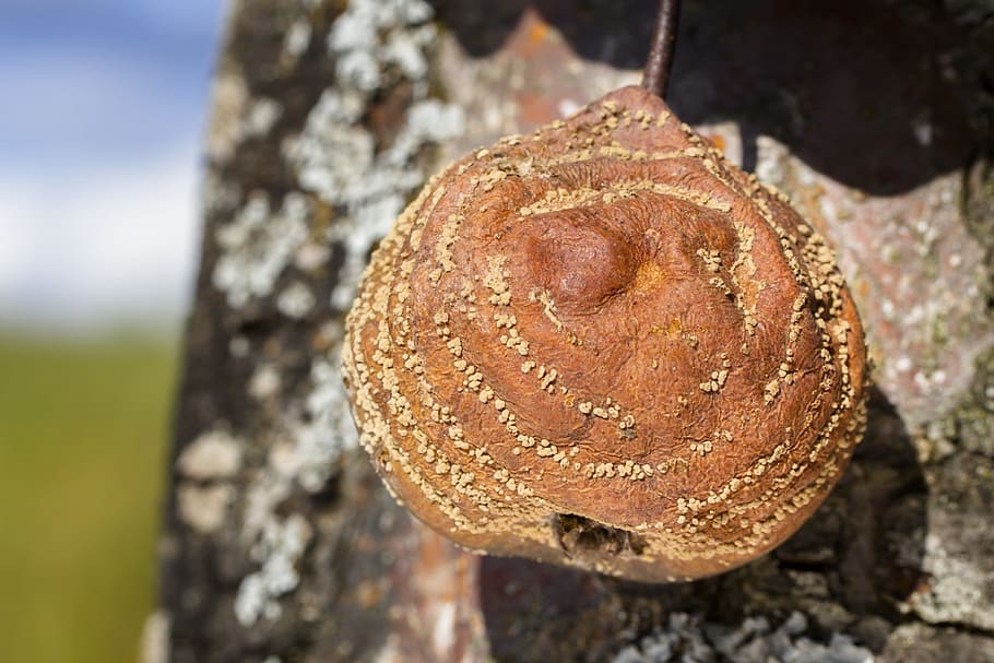 pear, lazy, fruit, pattern, decay, rot, mold, rotten pear, unfit for human consumption HD wallpaper