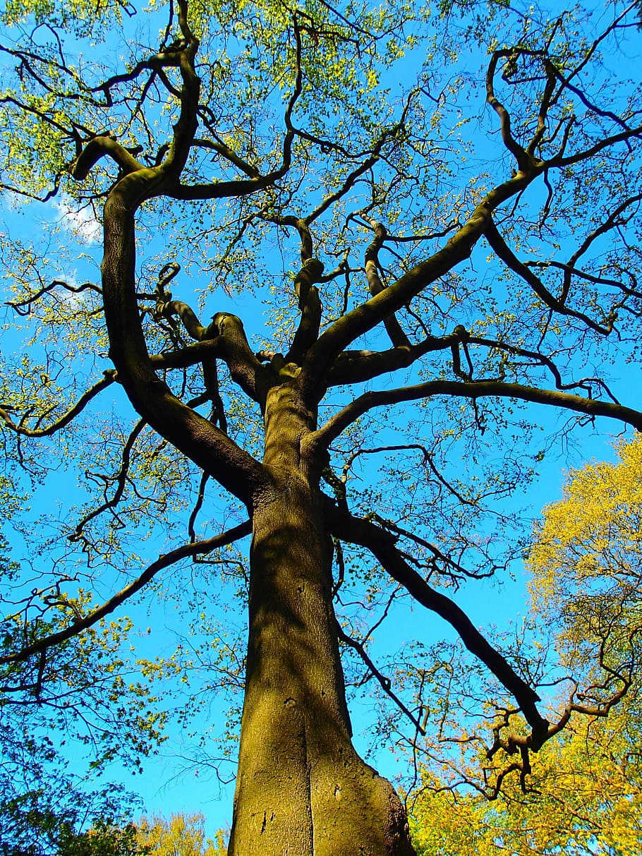 tree, branches, nature, low angle view, plant, sky, trunk, tree trunk HD wallpaper