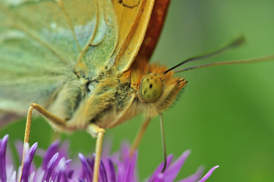 butterfly, fritillary, macro, insect, thistle flower, invertebrate HD wallpaper