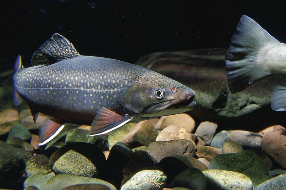 gray salmon fish, underwater, stream, native, swims, trout HD wallpaper