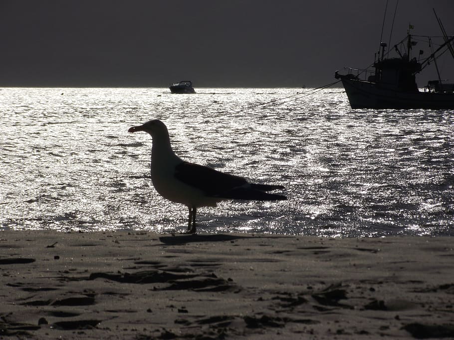 seagull, bird, mar, beach, water, animal, animal themes, vertebrate HD wallpaper
