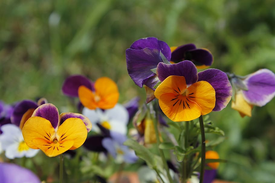 orange, violet, flowers, field, yellow, outdoor, nature, spring HD wallpaper