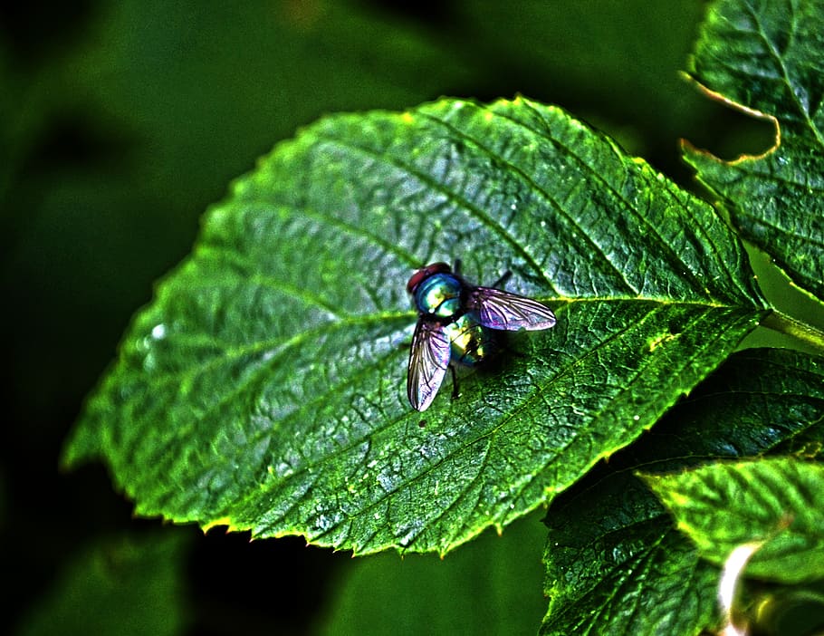 nature, macro, sheet, green, insect, fly, color, plant part HD wallpaper