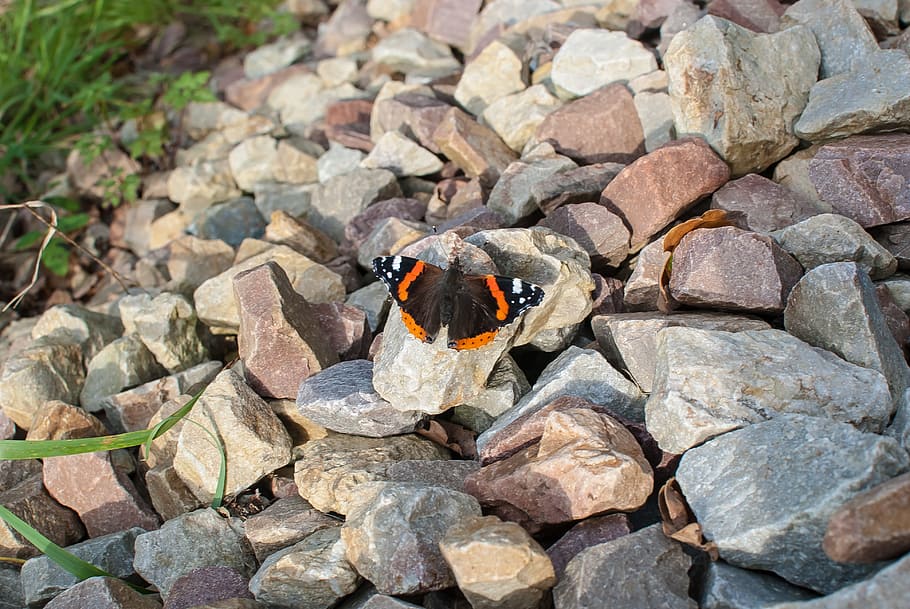 butterfly, fall, orange, color, pierre, solid, animal themes HD wallpaper