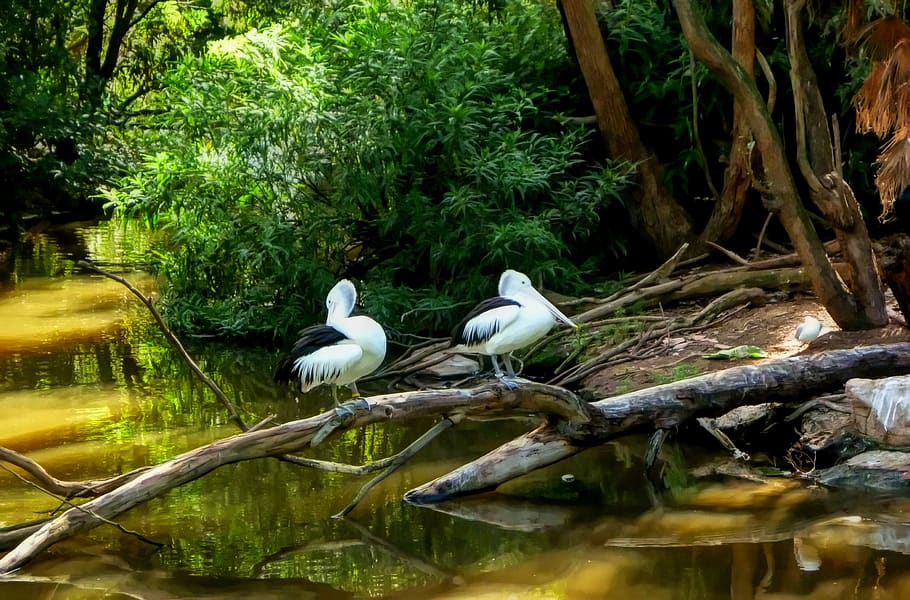 nature, water, pool, bird, tree, animal wildlife, vertebrate HD wallpaper