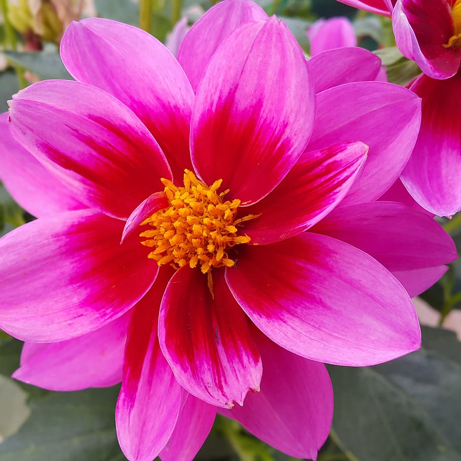 dalia, flower, spring, rosa, nature, flowers, flowering plant HD wallpaper